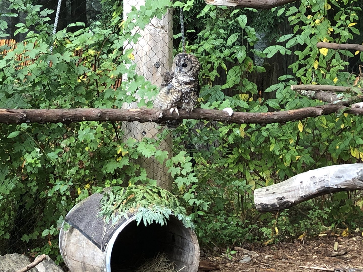 Winky the northern spotted owl