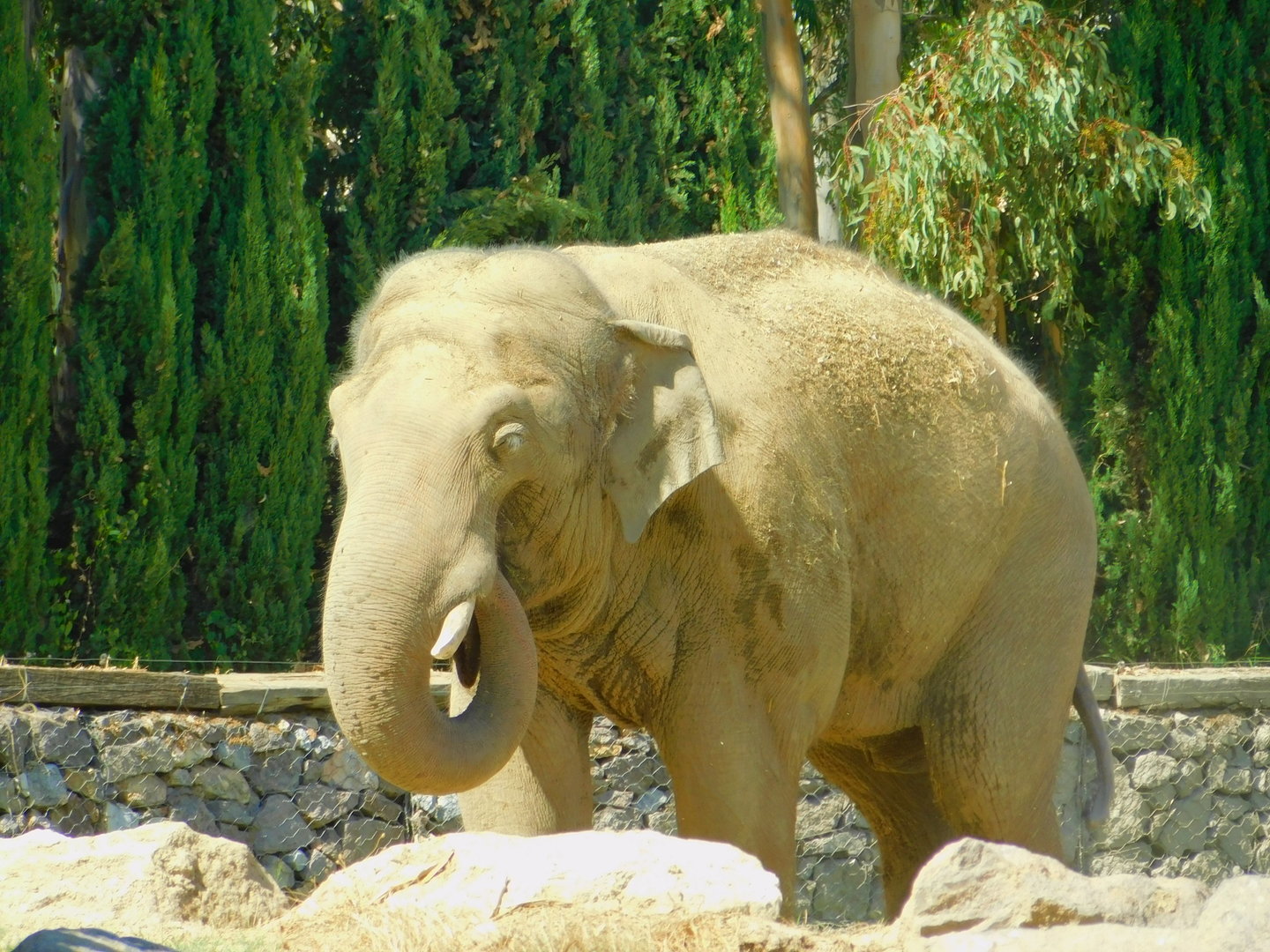 Winner the Bull Elephant