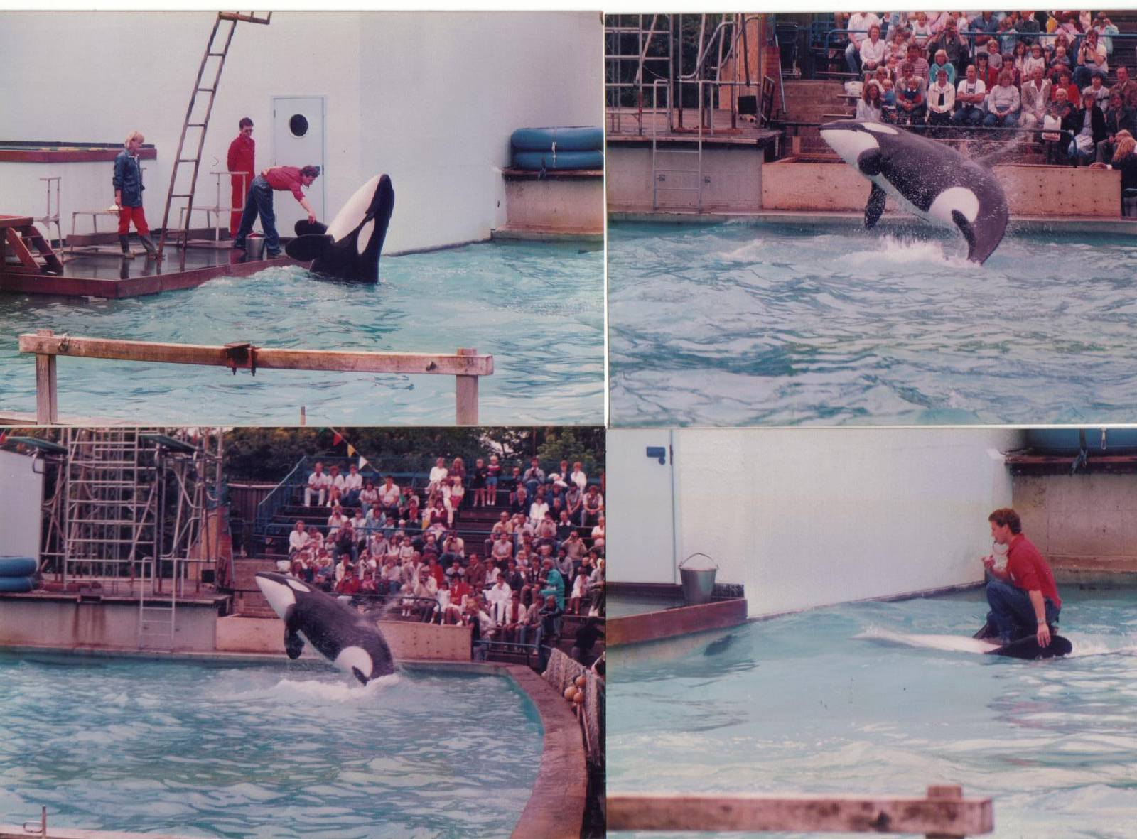 Winnie the Killer Whale