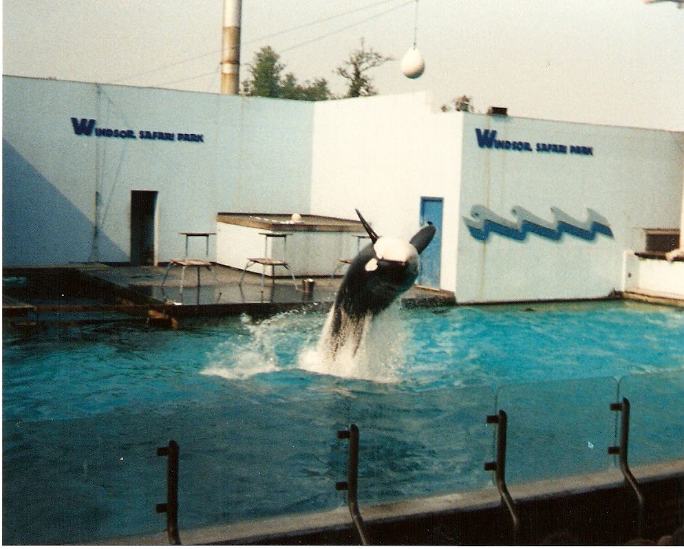 Winnie the orca at Windsor Safari Park, 20 May 1989