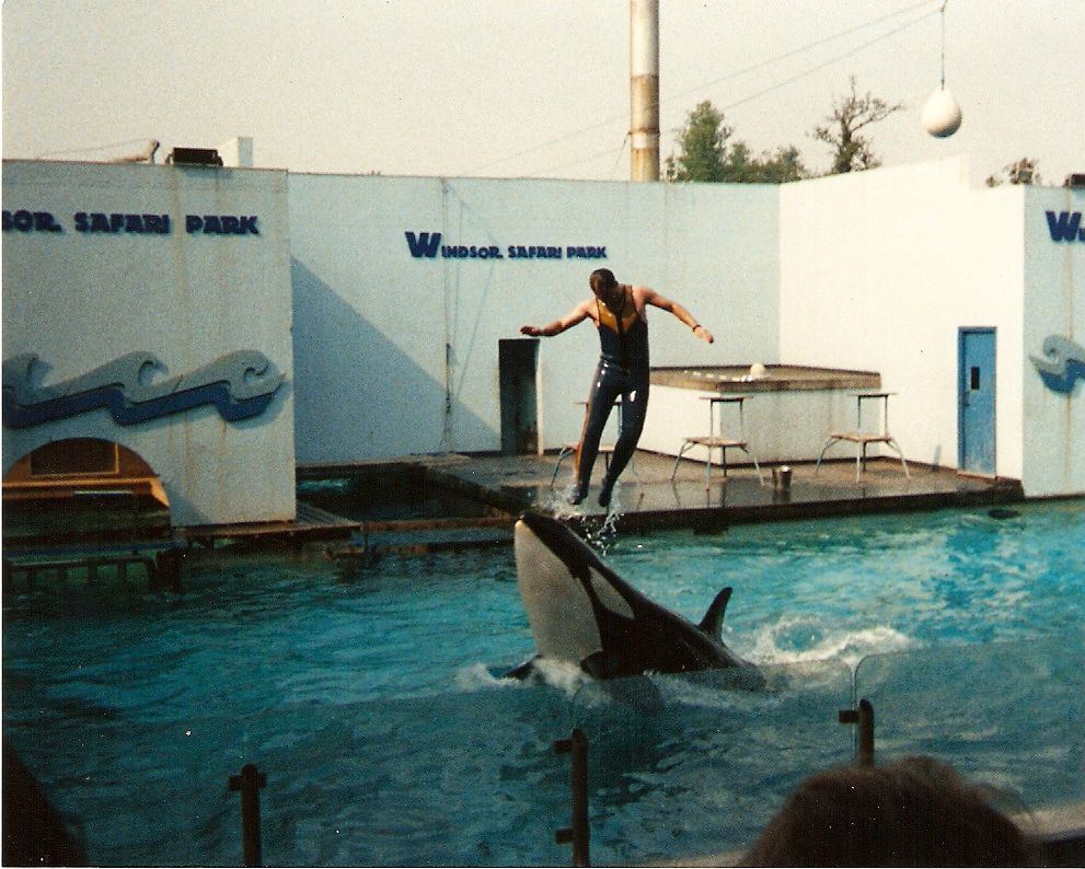 Winnie the orca at Windsor Safari Park, 20 May 1989