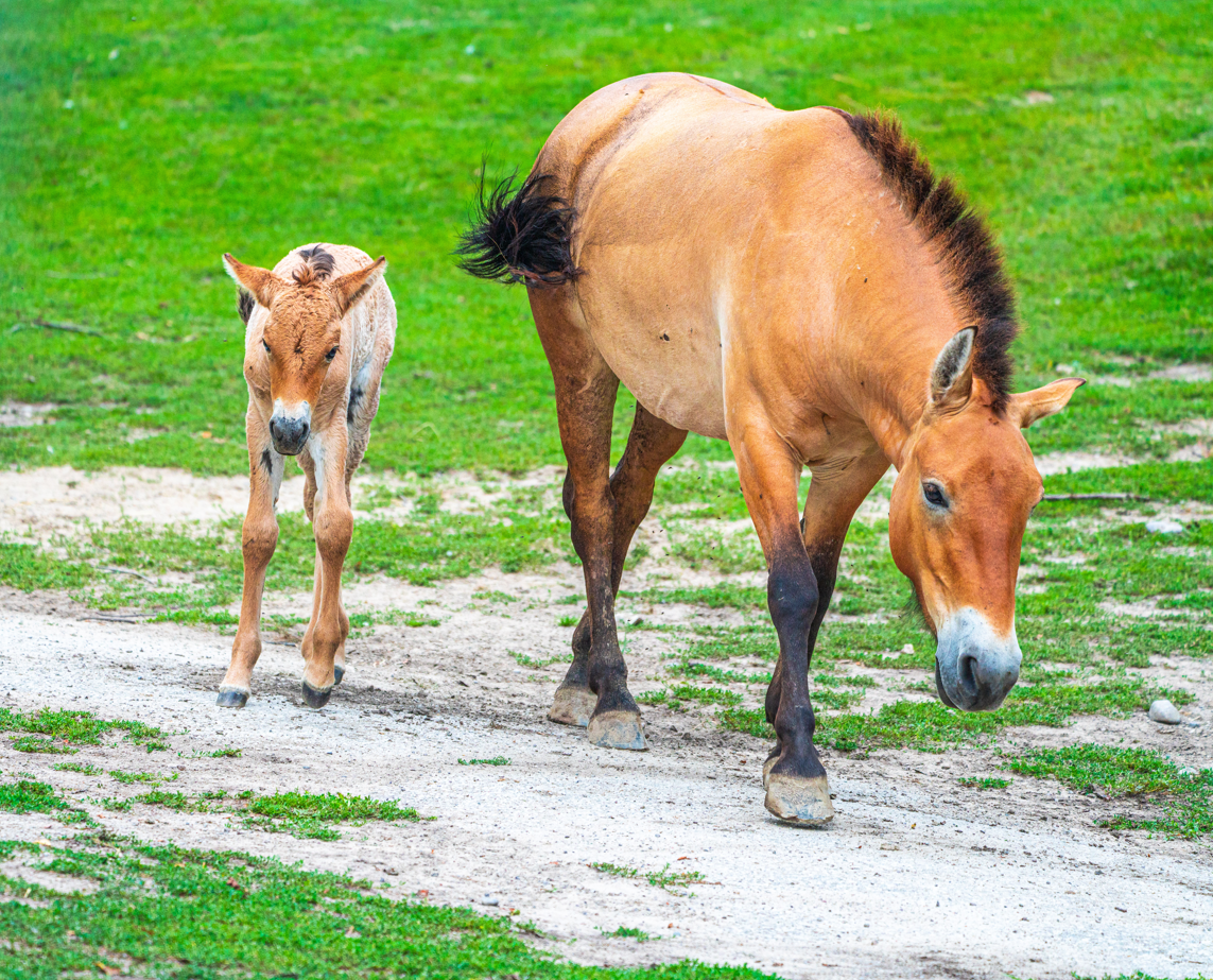 Winona (right) & Ryder (left) the Przewalski's Horse mom and son