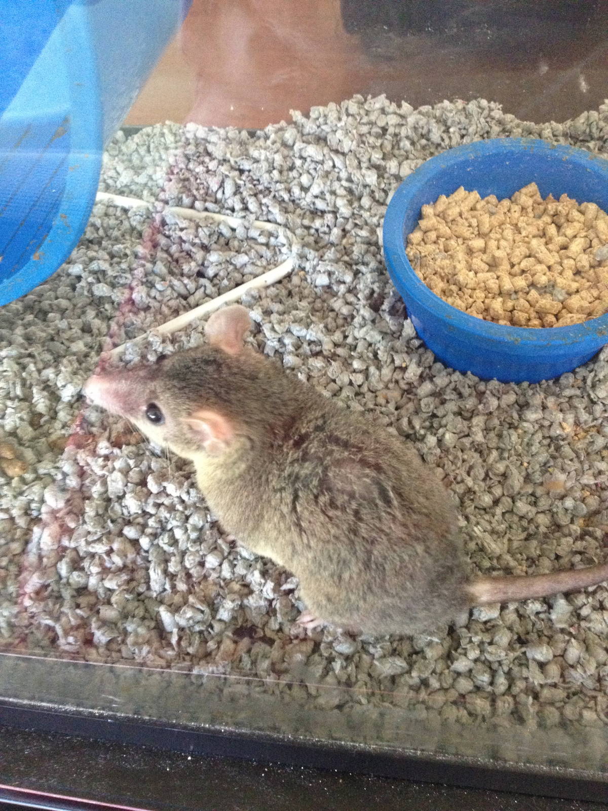 Winslow my gray short tailed opossum