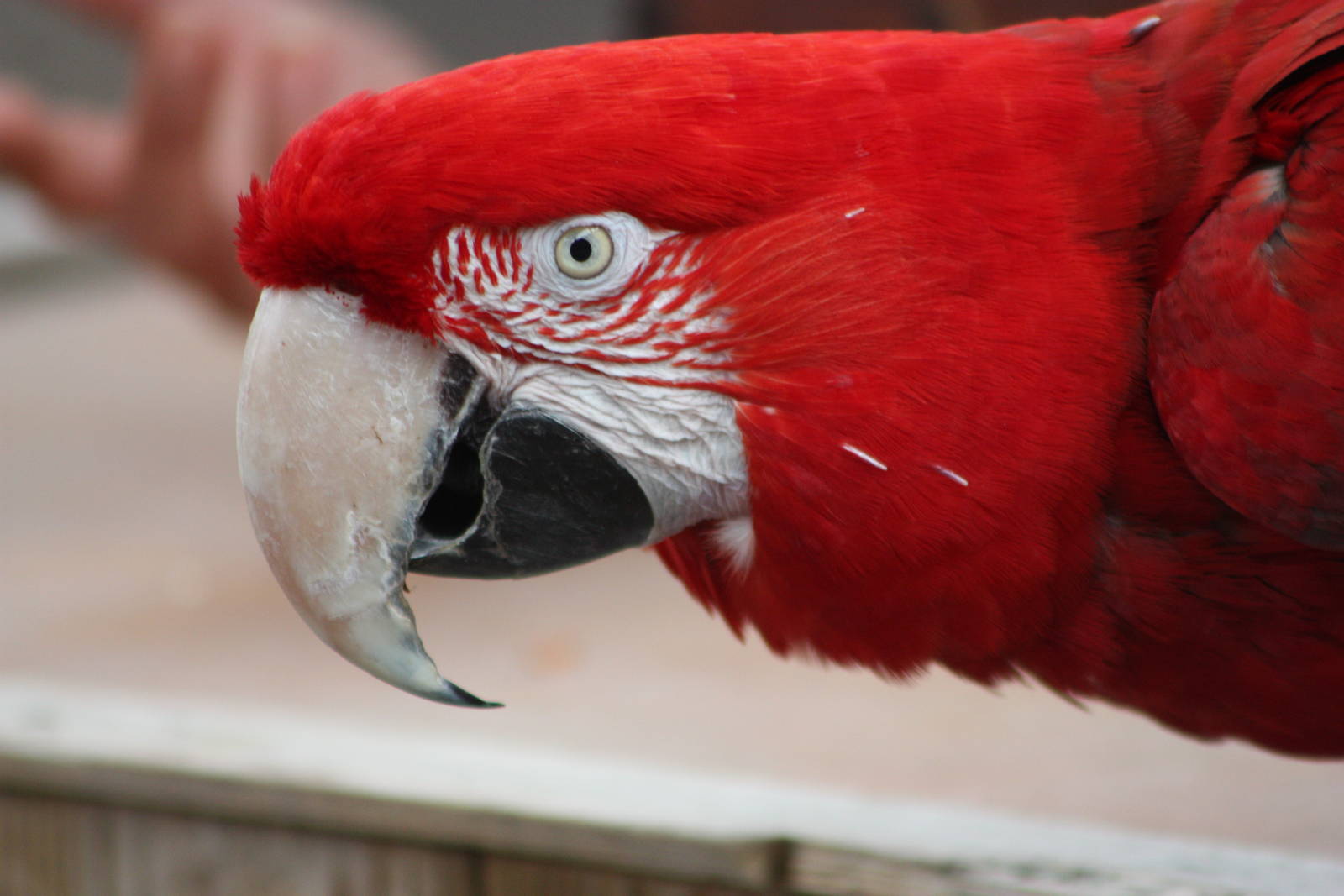 Winston, 1st September 2014