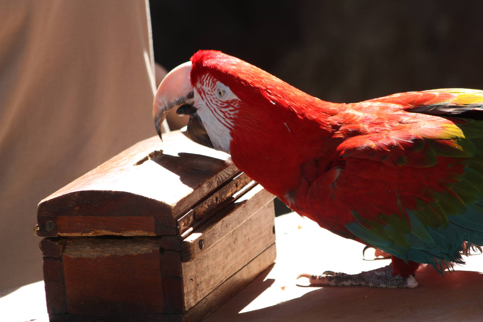 Winston collects for the Hawk and Owl Trust, 4th August 2014