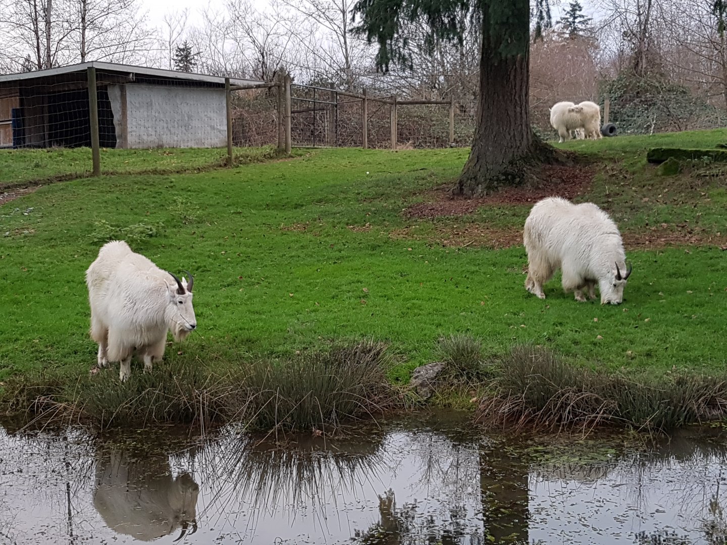 Winston & Sprout (Mountain Goats)