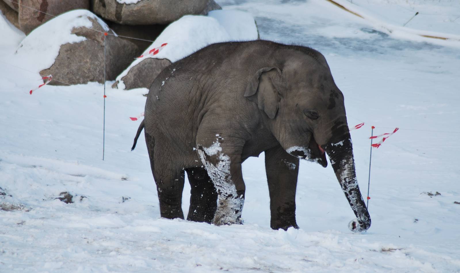 Winter and snow in Copenhagen and youngster Ghandi LIKES it, thank you very