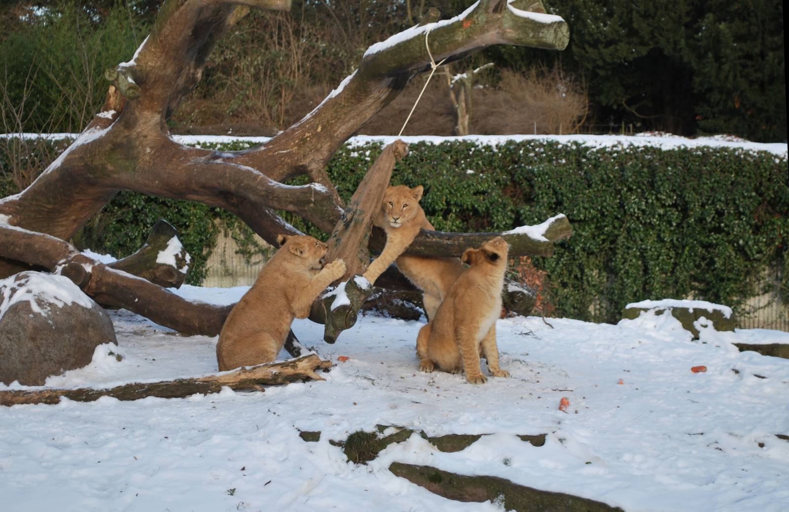 Winter and snow in Copenhagen: Enrichment in the lion enclosure