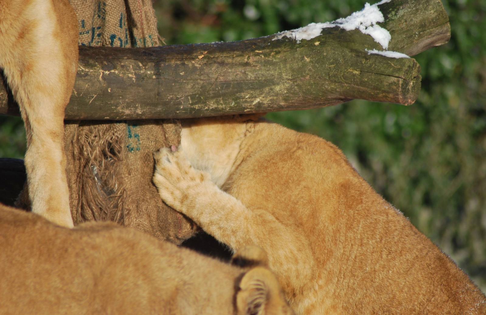 Winter and snow in Copenhagen: Enrichment in the lion enclosure