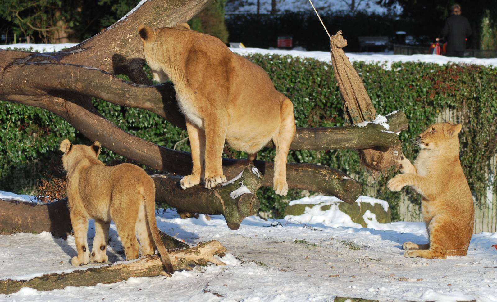 Winter and snow in Copenhagen: Enrichment in the lion enclosure