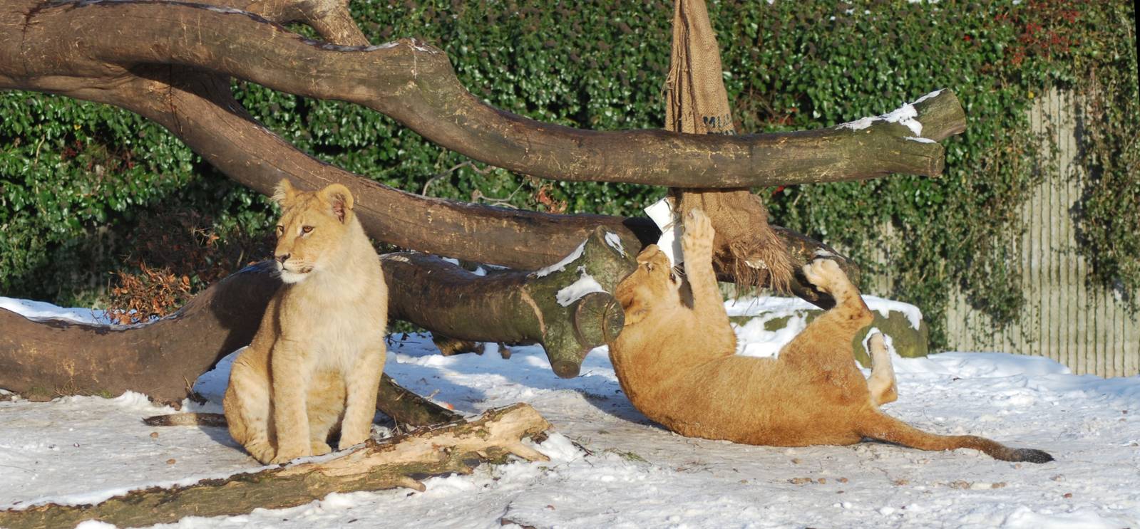 Winter and snow in Copenhagen: Enrichment in the lion enclosure