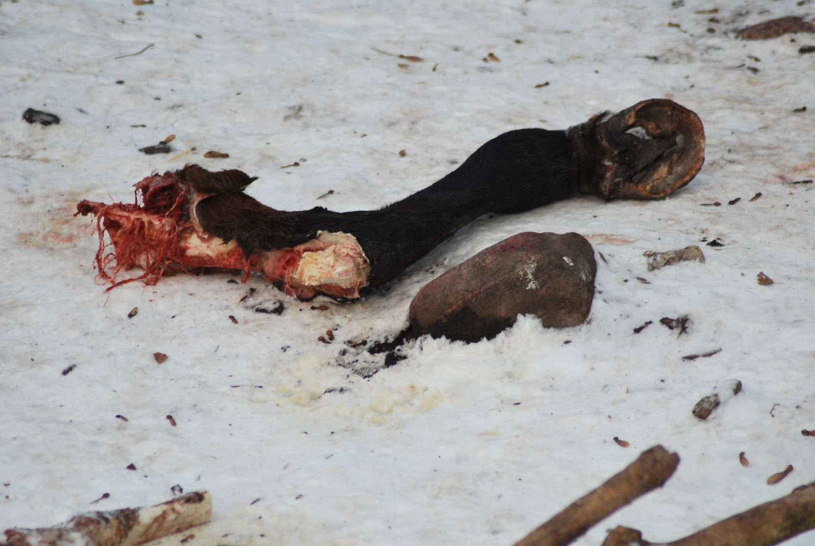 Winter and snow in Copenhagen: Leftover from meal in the wolf enclosure