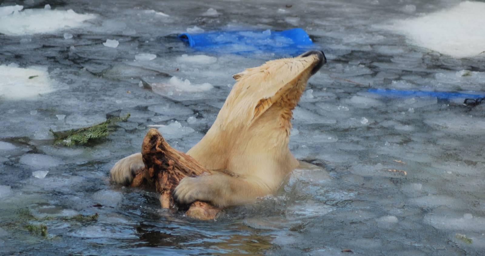 Winter and snow in Copenhagen: No stereotypic behaviour from the polar bear