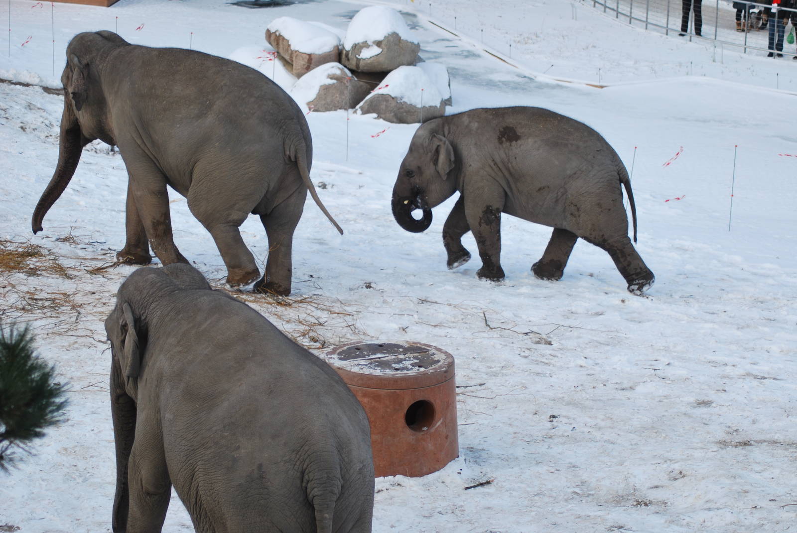 Winter and snow in Copenhagen: The elephant exhibit