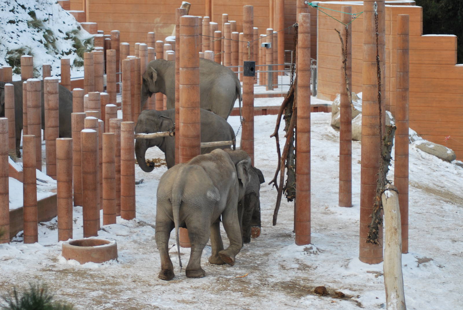 Winter and snow in Copenhagen: The elephant exhibit