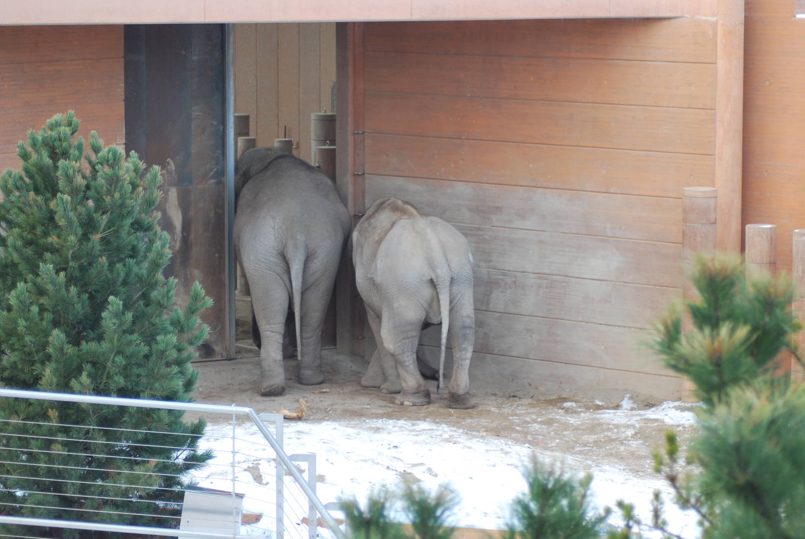 Winter and snow in Copenhagen: The elephant exhibit