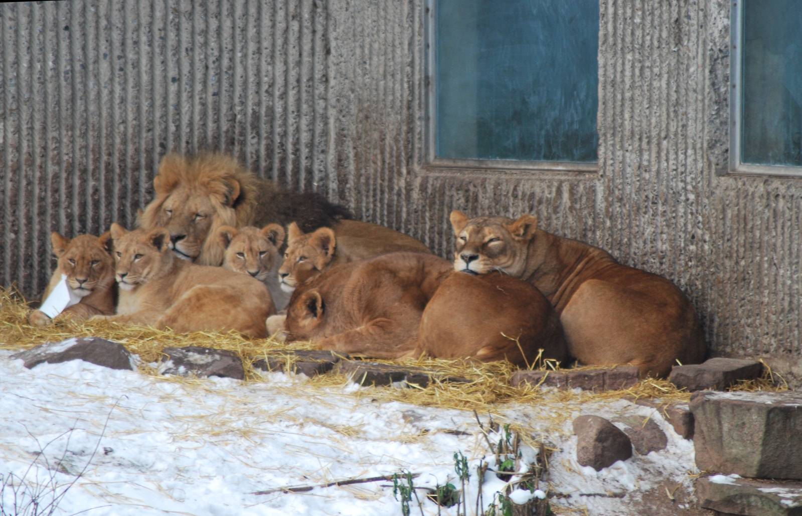 Winter and snow in Copenhagen: The lion enclosure