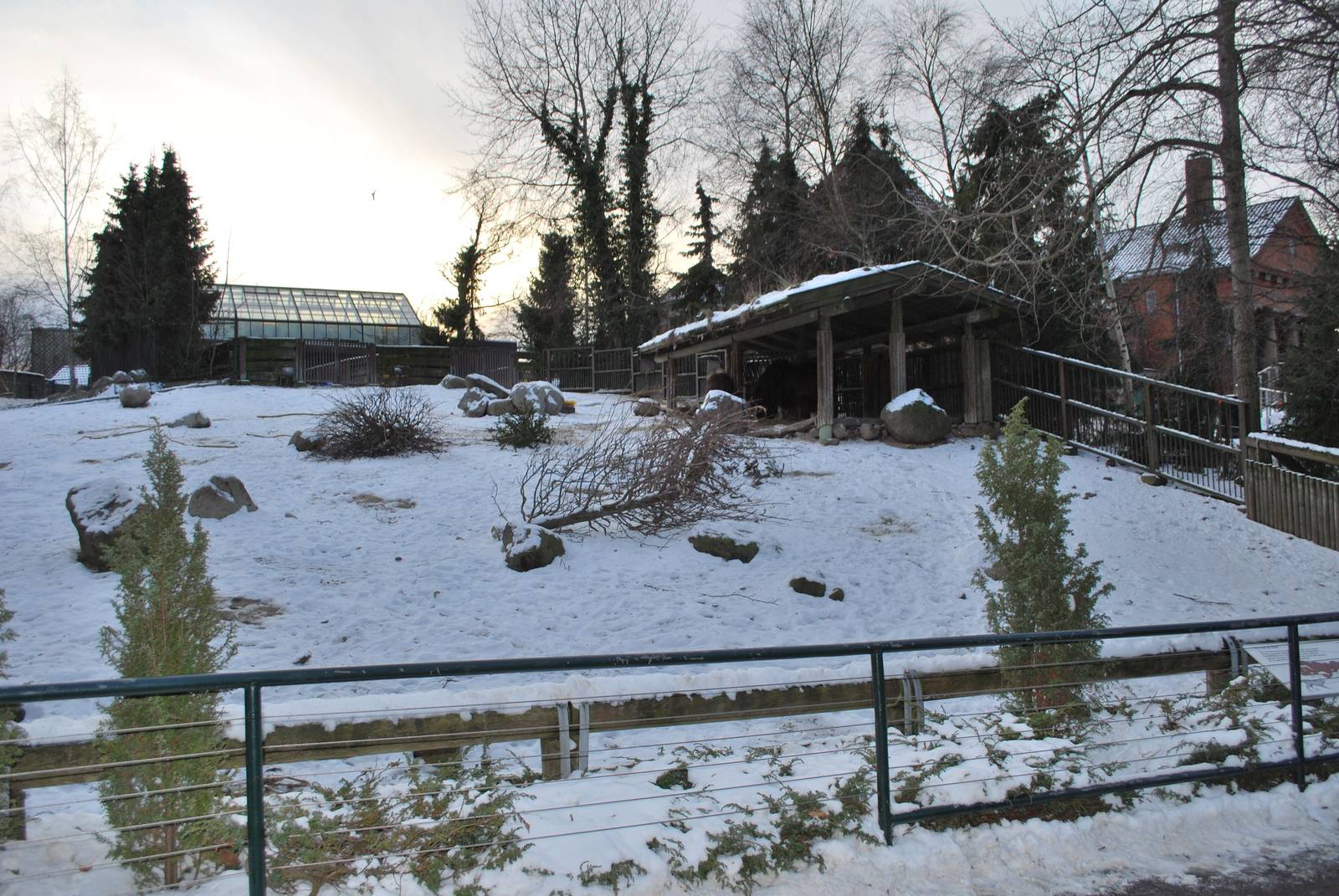 Winter and snow in Copenhagen: The musk ox enclosure
