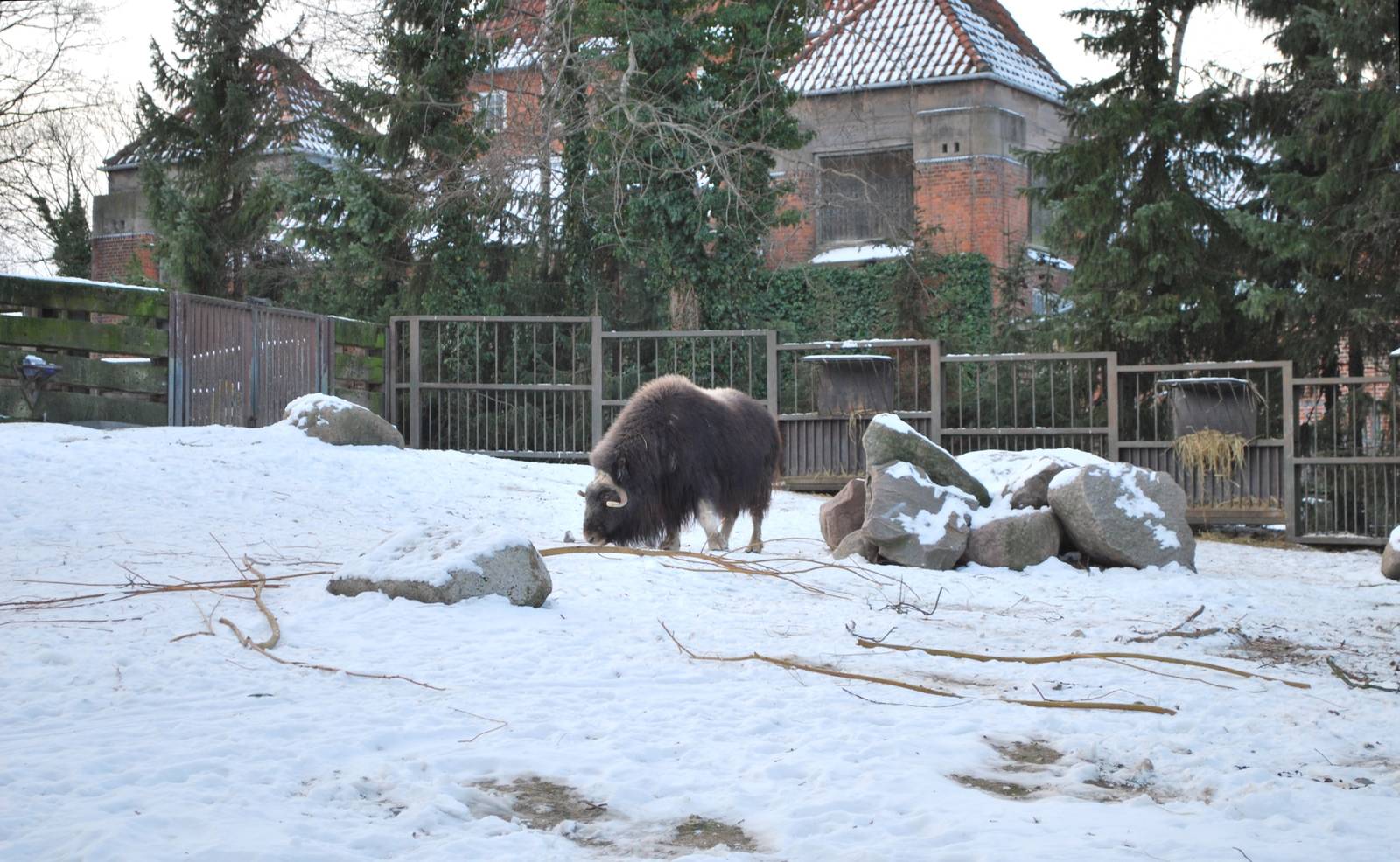 Winter and snow in Copenhagen: The musk ox enclosure