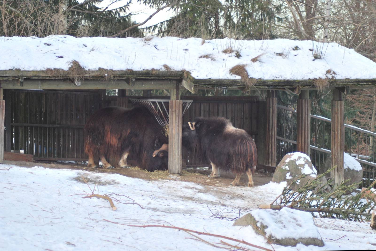 Winter and snow in Copenhagen: The musk ox enclosure