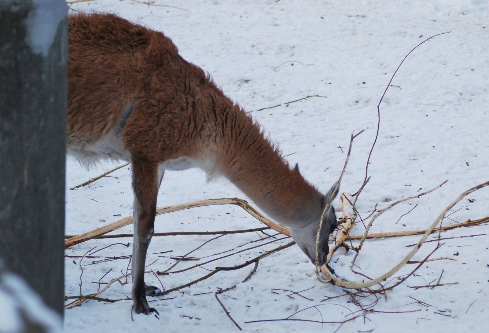 Winter and snow in Copenhagen: The South American exhibit