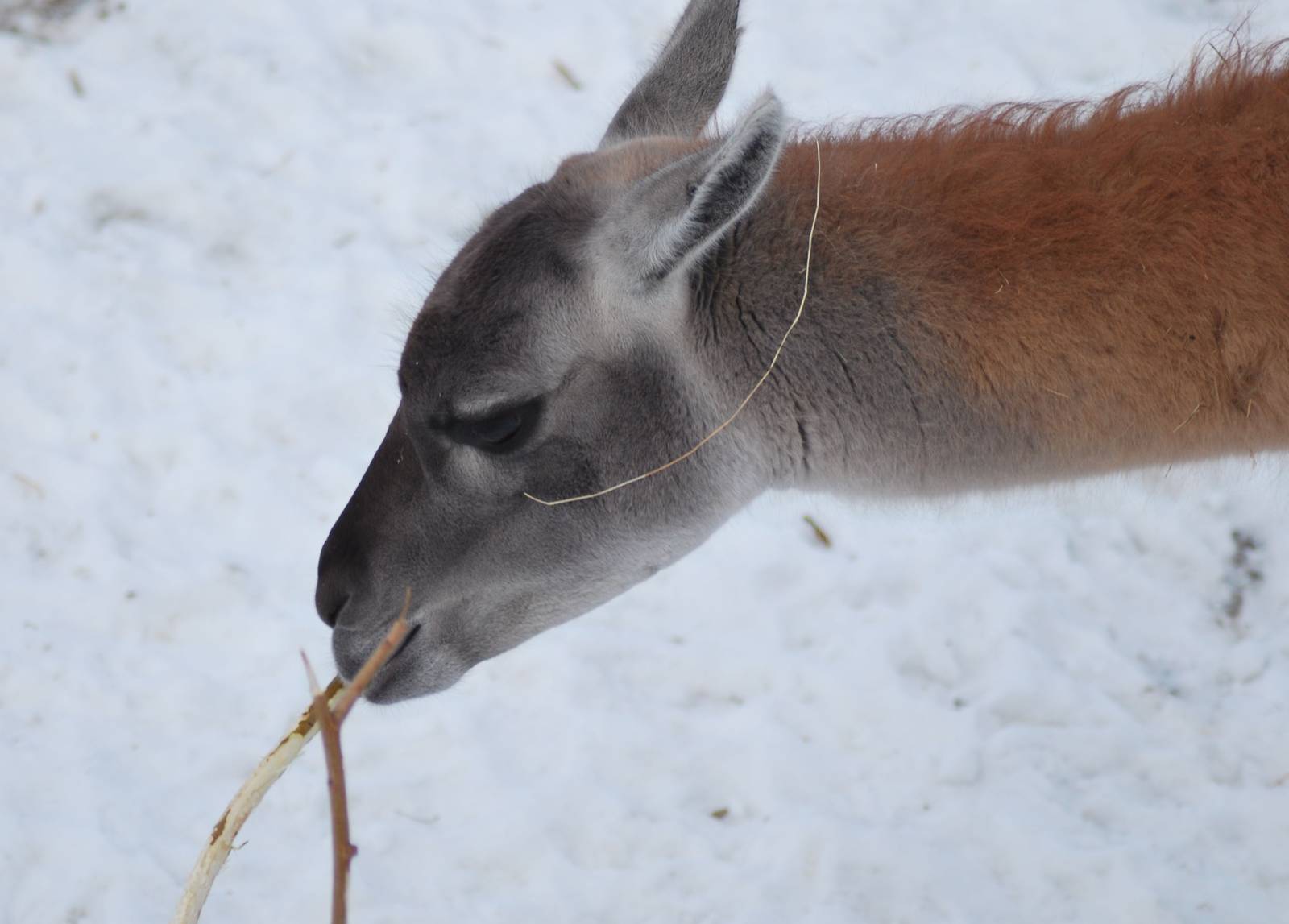Winter and snow in Copenhagen: The South American exhibit