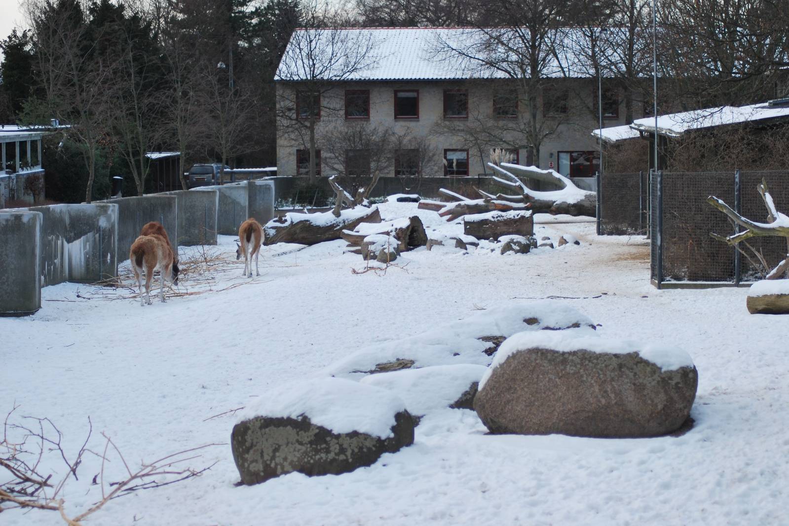 Winter and snow in Copenhagen: The South American exhibit