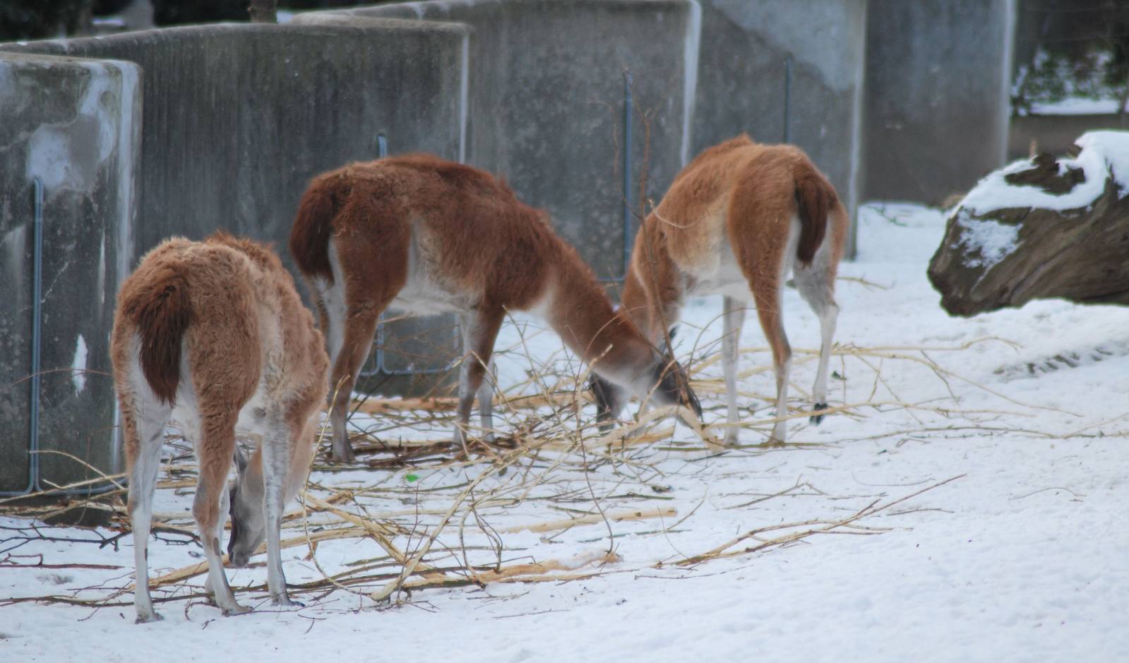 Winter and snow in Copenhagen: The South American exhibit