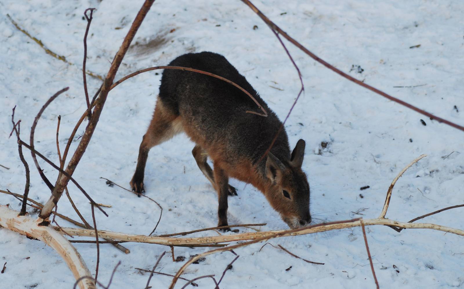 Winter and snow in Copenhagen: The South American exhibit