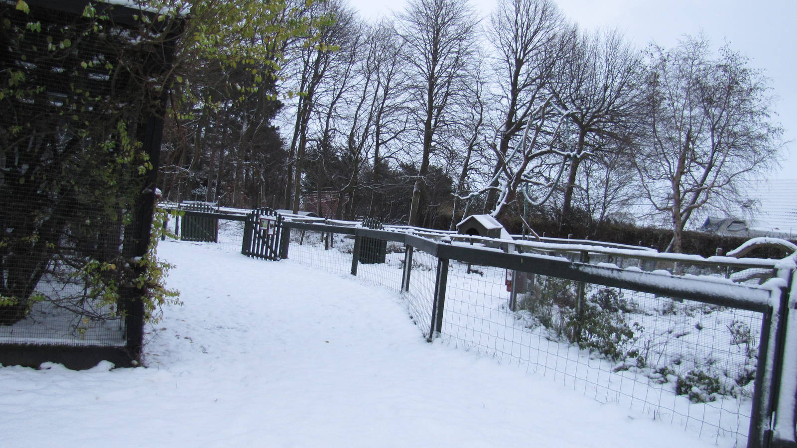 Winter at the petting zoo