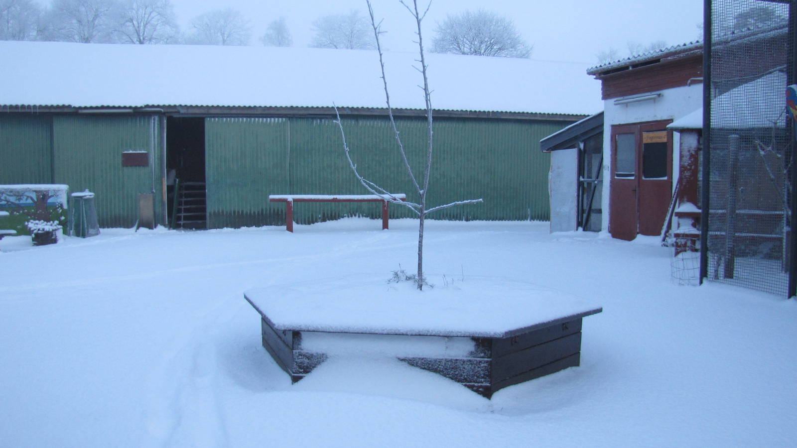 Winter at the petting zoo