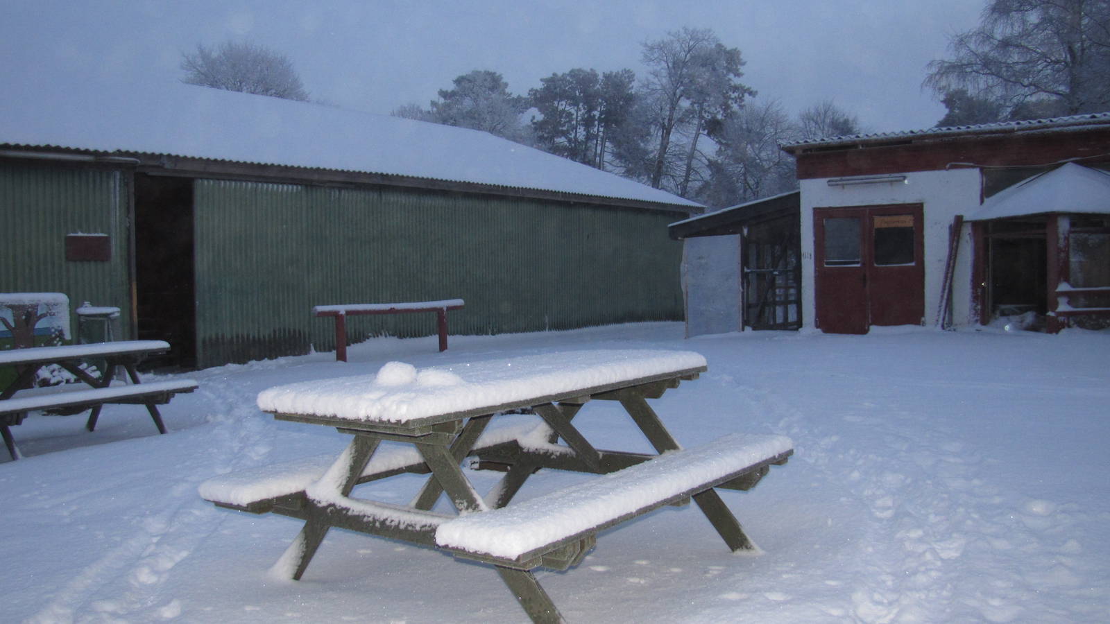 Winter at the petting zoo