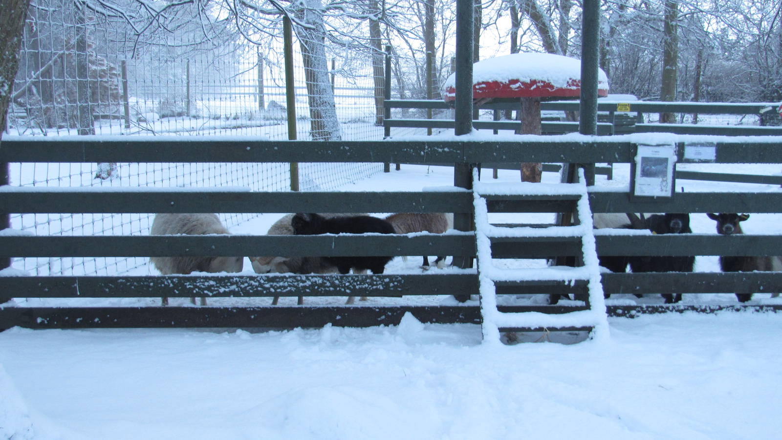 Winter at the petting zoo