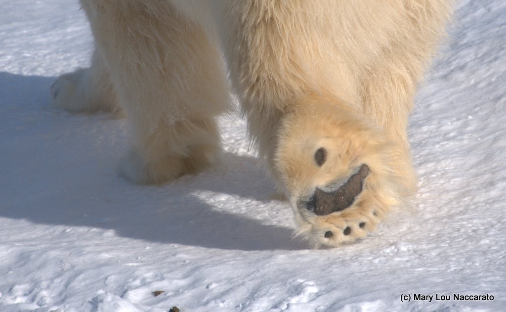 Winter at the Toronto Zoo 2011