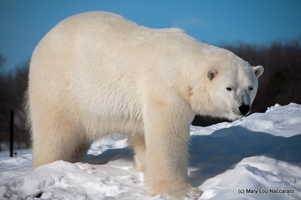 Winter at the Toronto Zoo 2011
