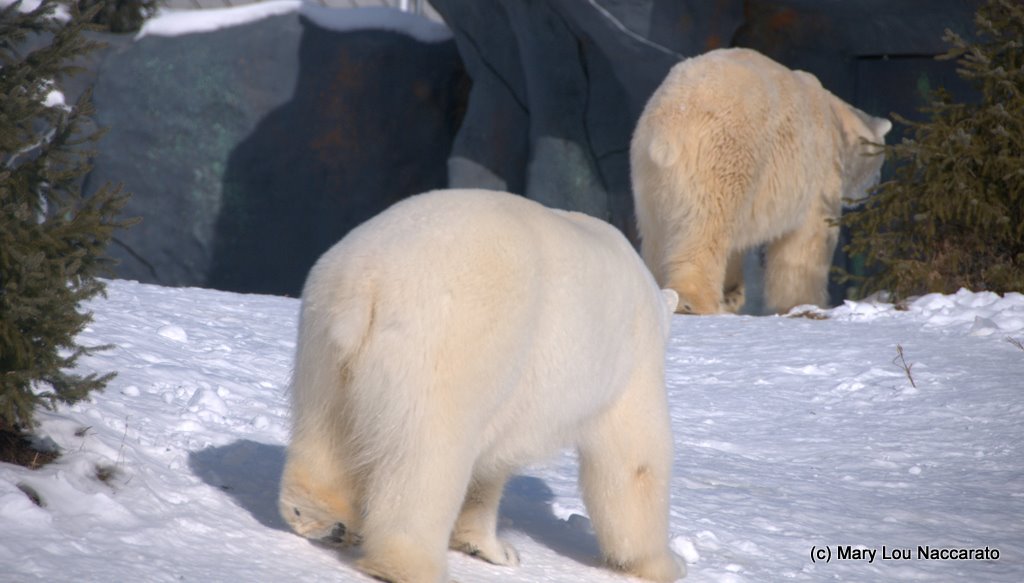 Winter at the Toronto Zoo 2011