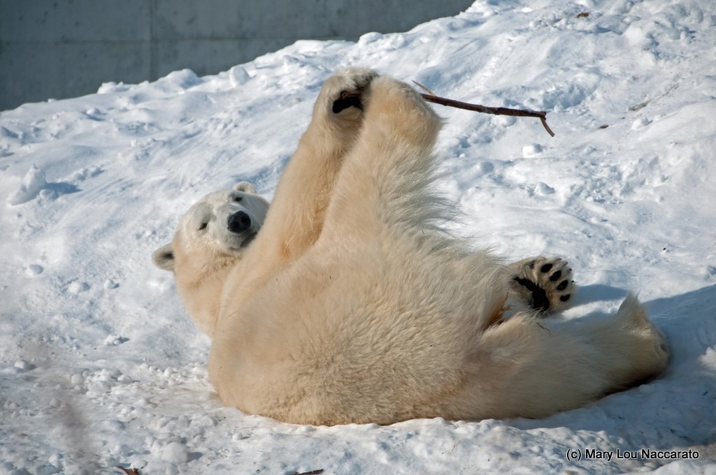 Winter at the Toronto Zoo 2011