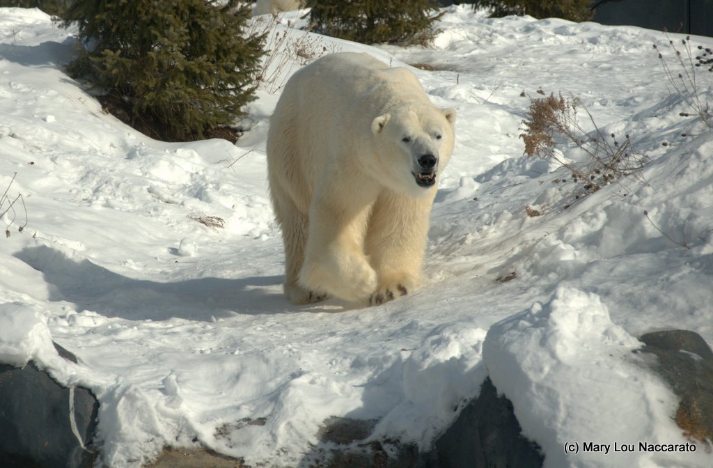 Winter at the Toronto Zoo 2011