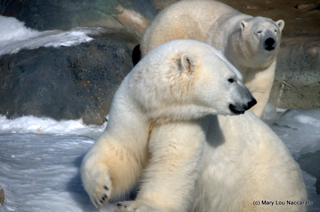 Winter at the Toronto Zoo 2011