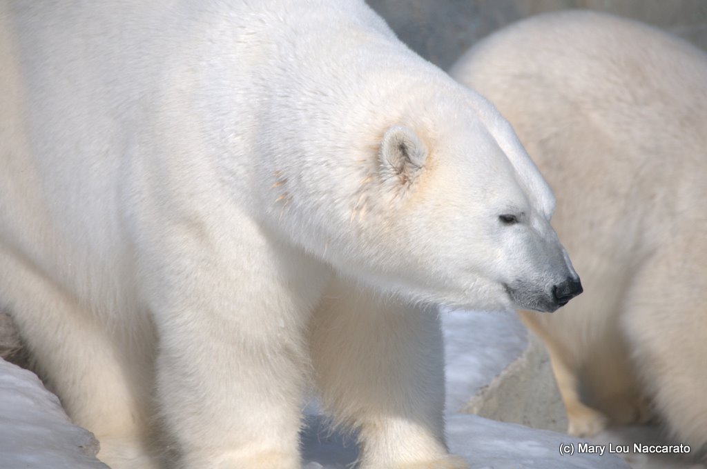 Winter at the Toronto Zoo 2011