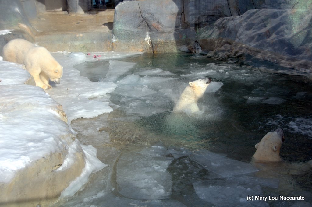 Winter at the Toronto Zoo 2011
