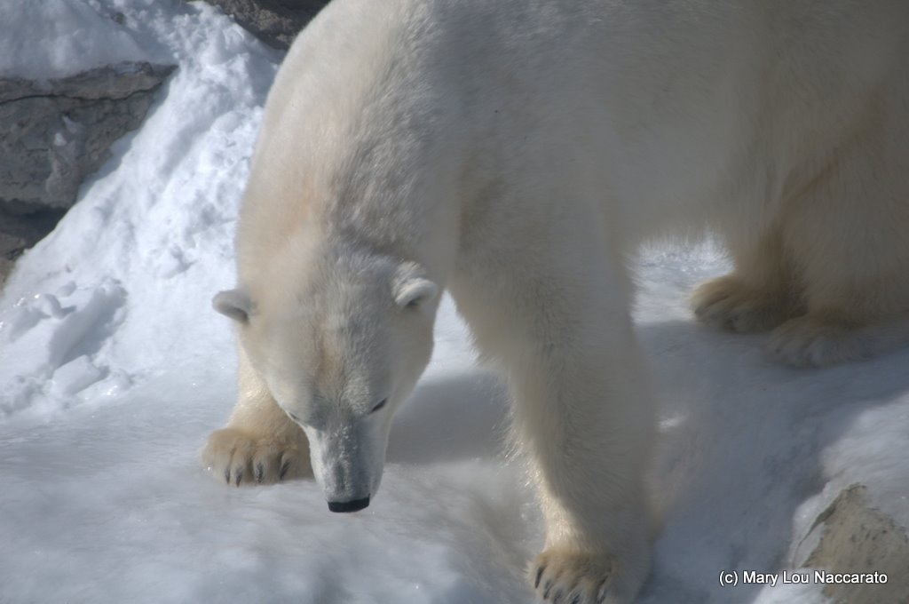 Winter at the Toronto Zoo 2011