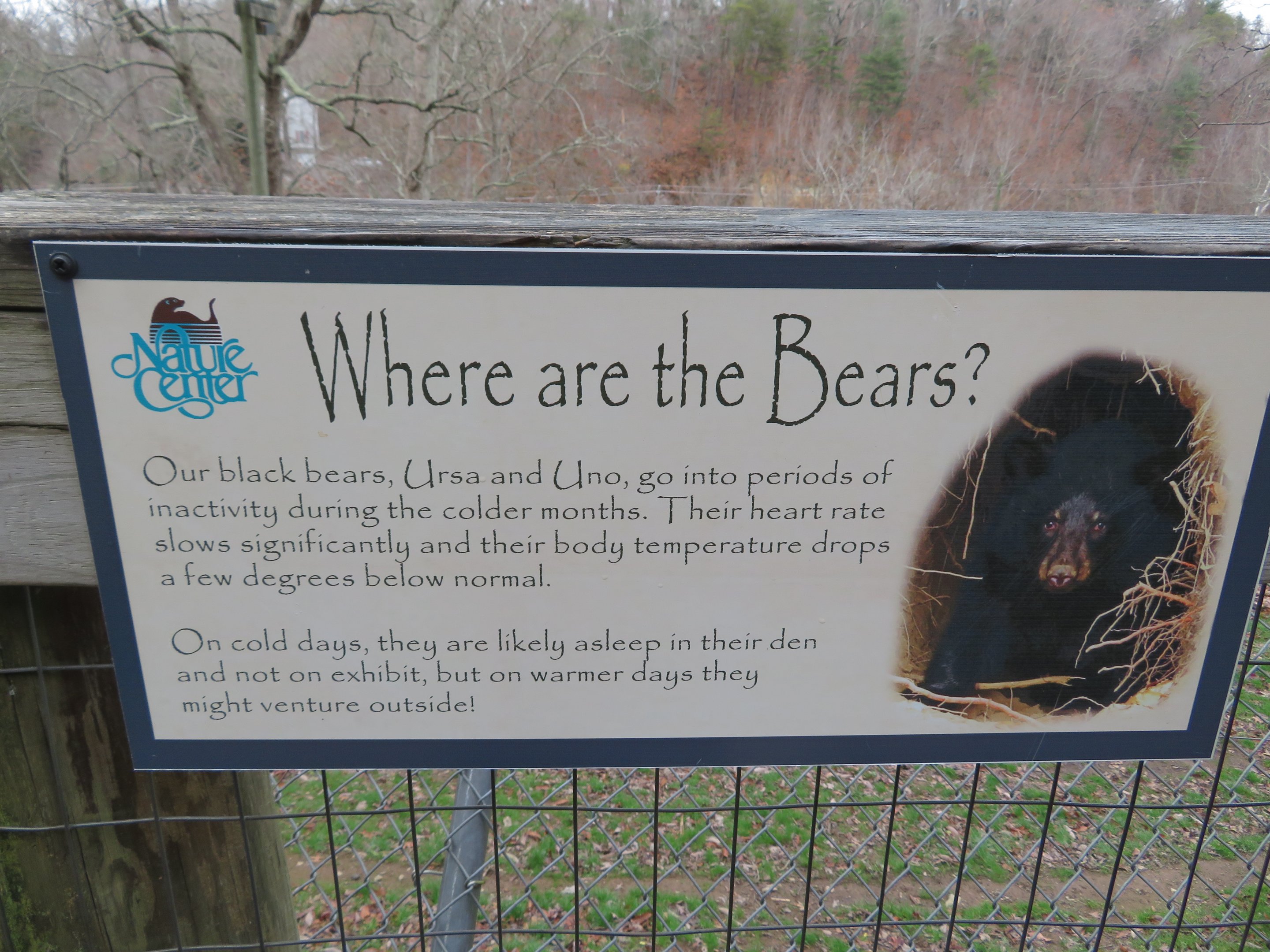 Winter Bear Activity Signage