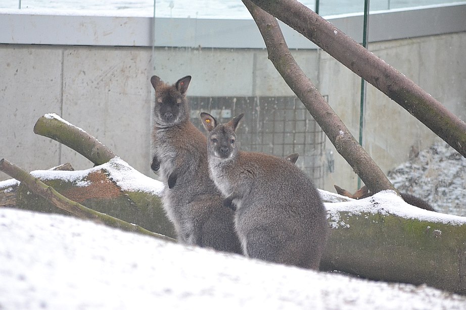 Winter day in Copenhagen Zoo, January 6th 2016