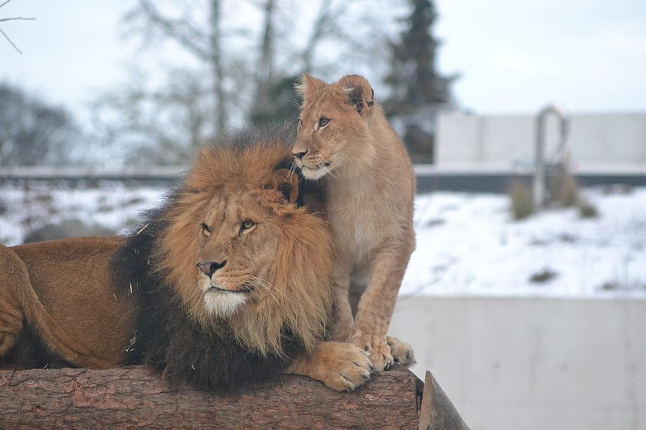 Winter day in Copenhagen Zoo, January 6th 2016
