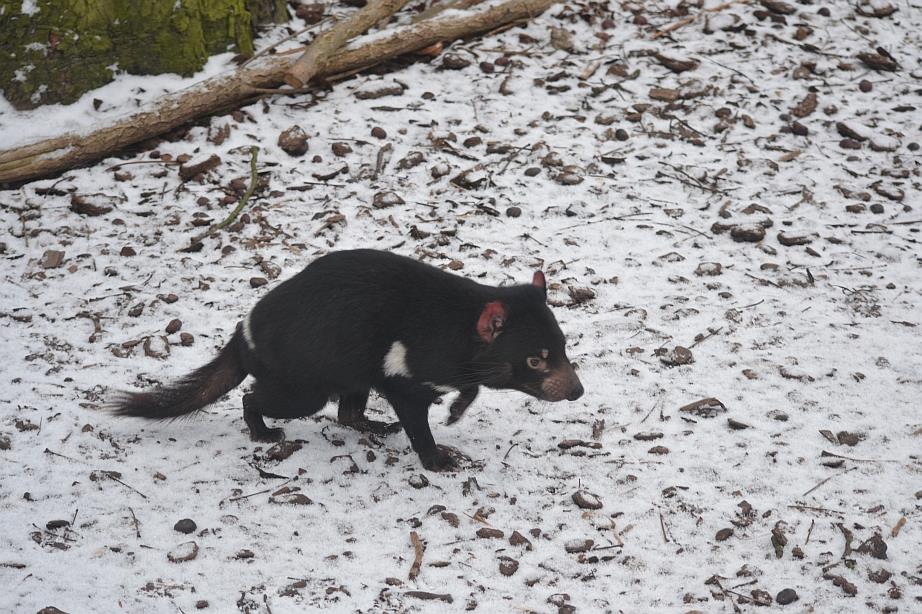 Winter day in Copenhagen Zoo, January 6th 2016
