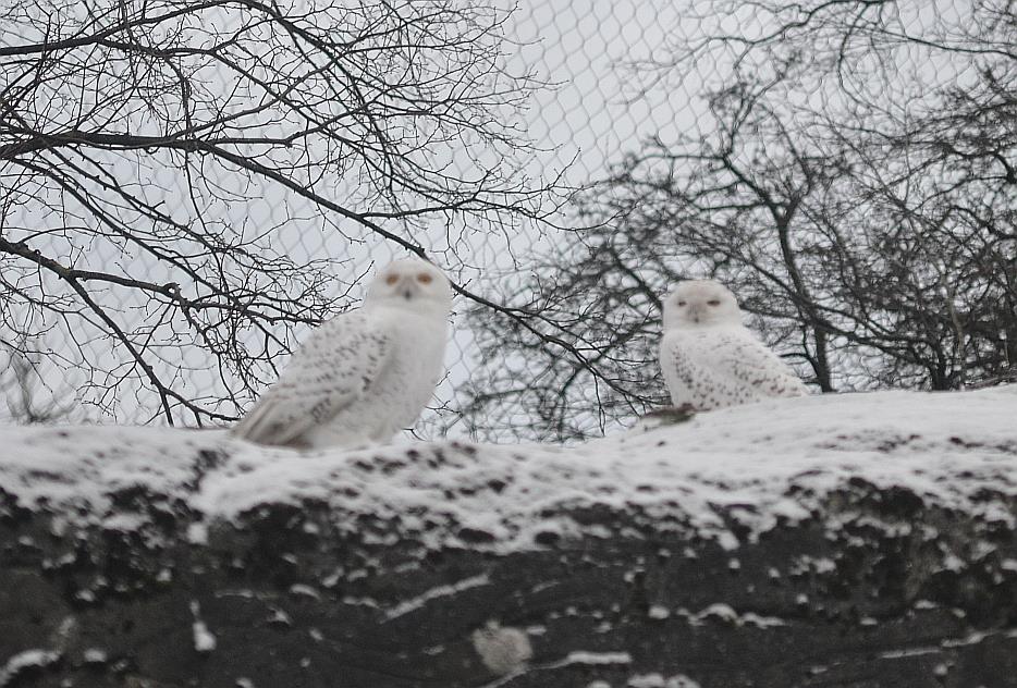 Winter day in Copenhagen Zoo, January 6th 2016