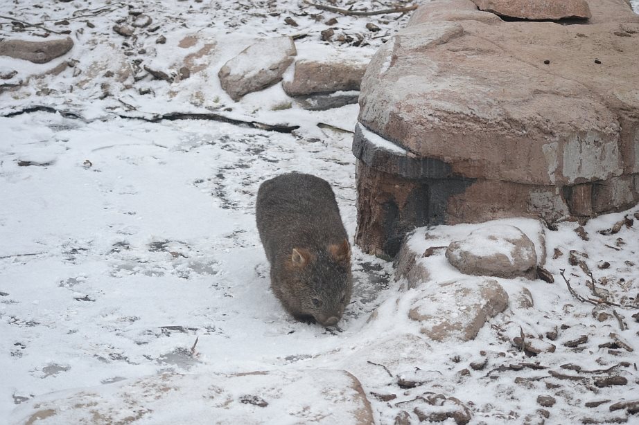 Winter day in Copenhagen Zoo, January 6th 2016