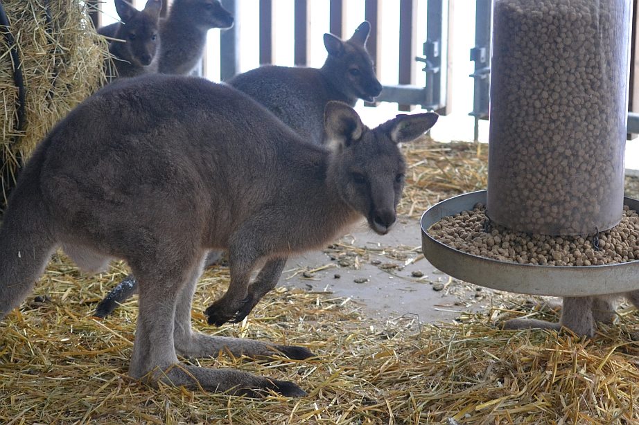 Winter day in Copenhagen Zoo, January 6th 2016