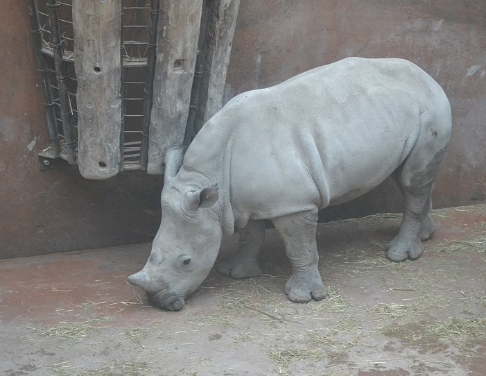 Winter day in Copenhagen Zoo, January 6th 2016